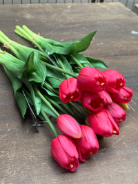 Tulpen pink lang