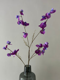 Sweet pea paars