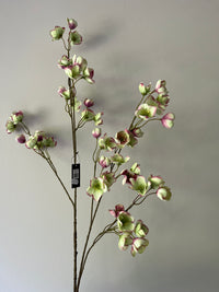 Large Helleborus