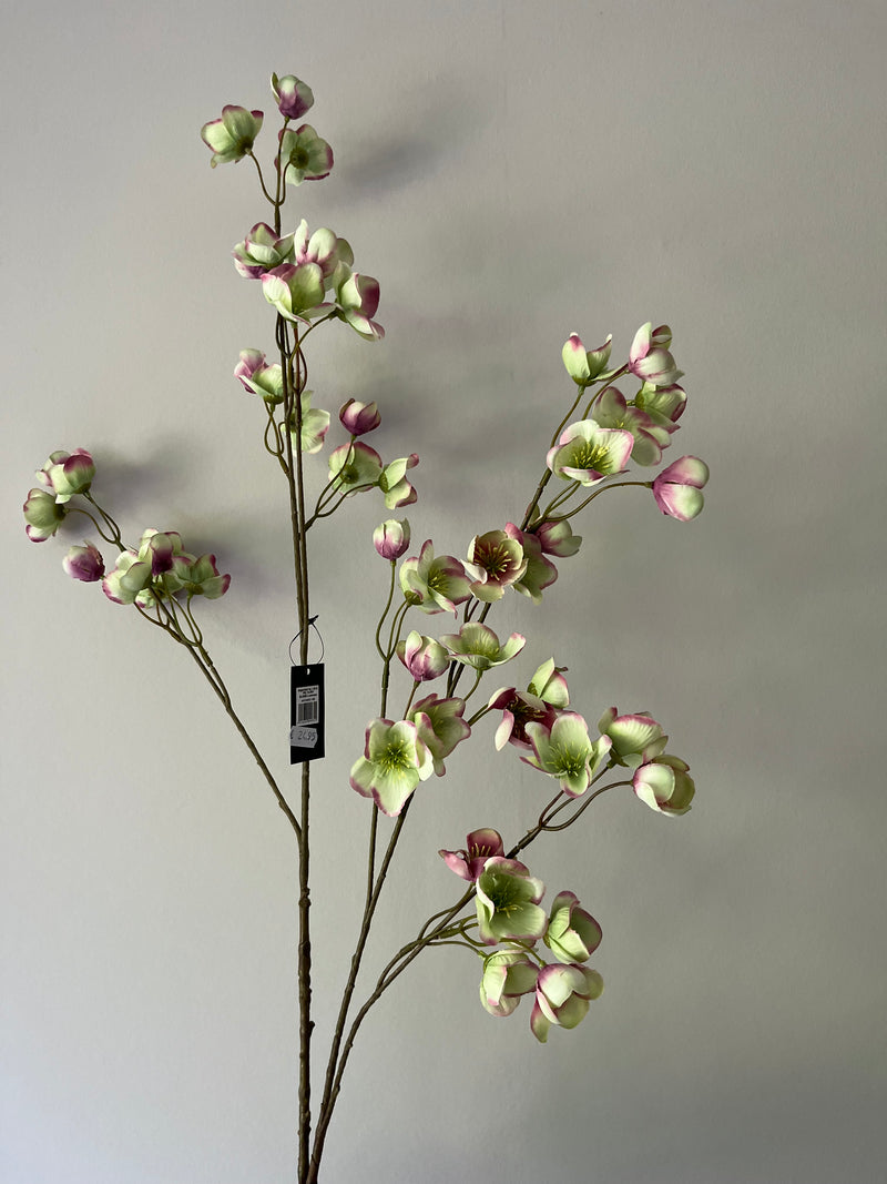 Large Helleborus