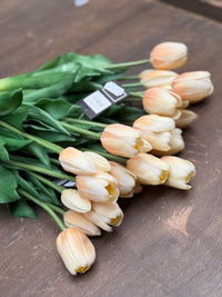 Tulpen crème lang