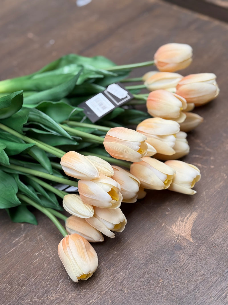 Tulpen crème lang