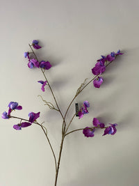 Sweet pea paars