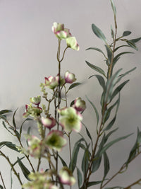 Zijdenboeket Helleborus