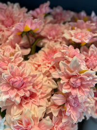 Dalia licht roze