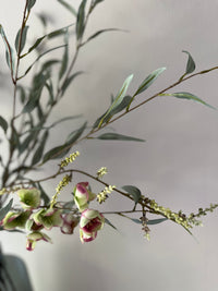 Large Helleborus