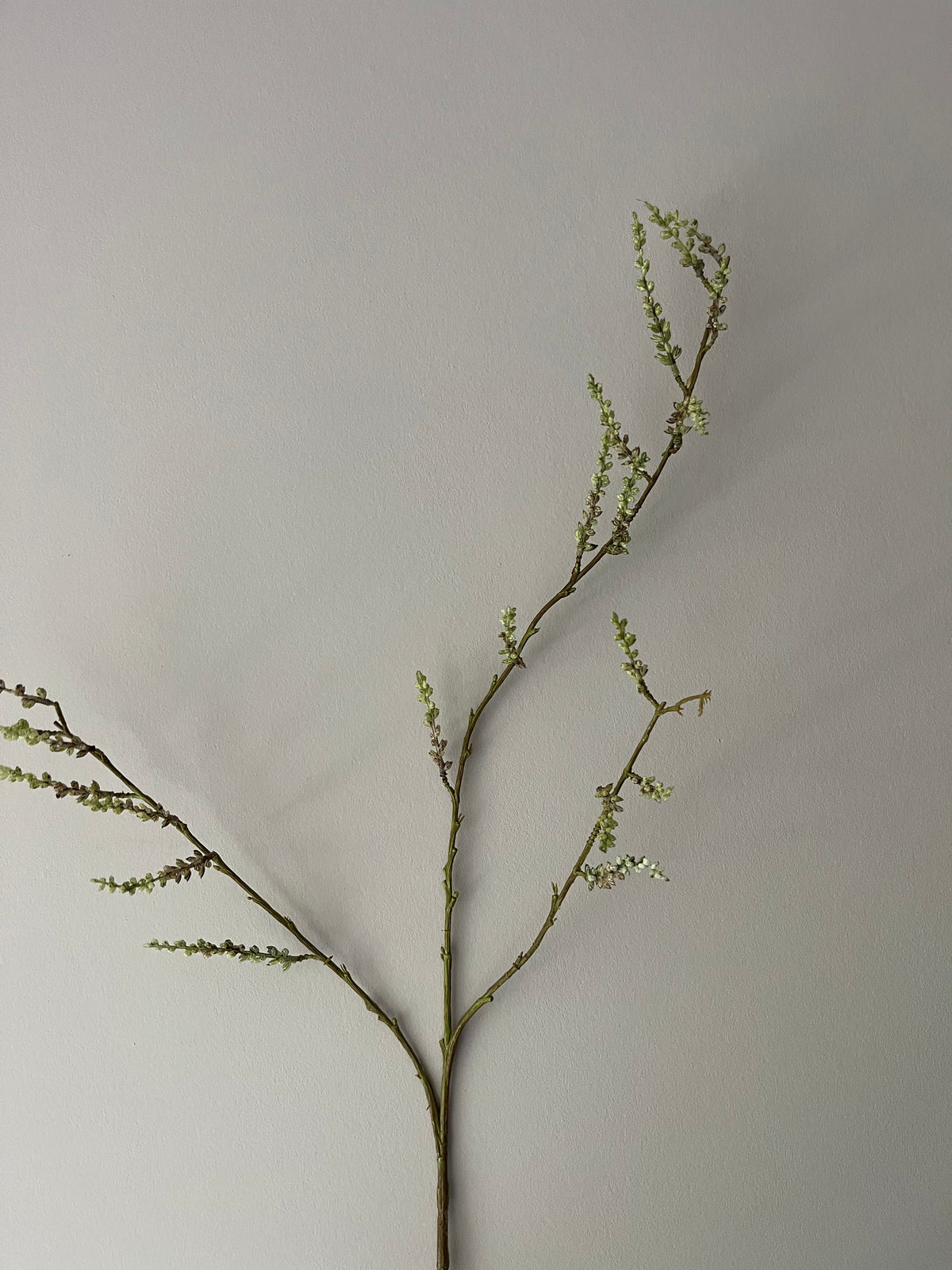 STACHYURUS SPRAY 106CM GREEN