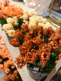 Parkiet tulpen oranje/bruin