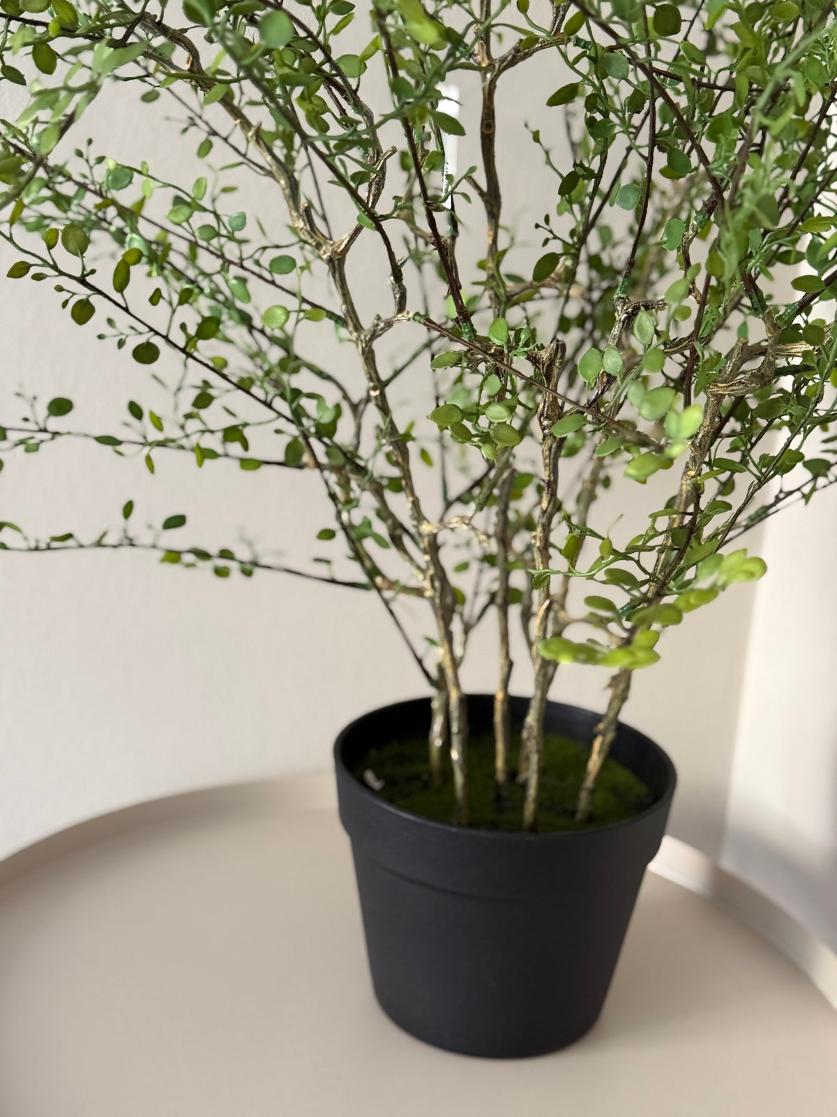 Muehlenbeckia plant kunst