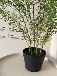 Muehlenbeckia plant kunst