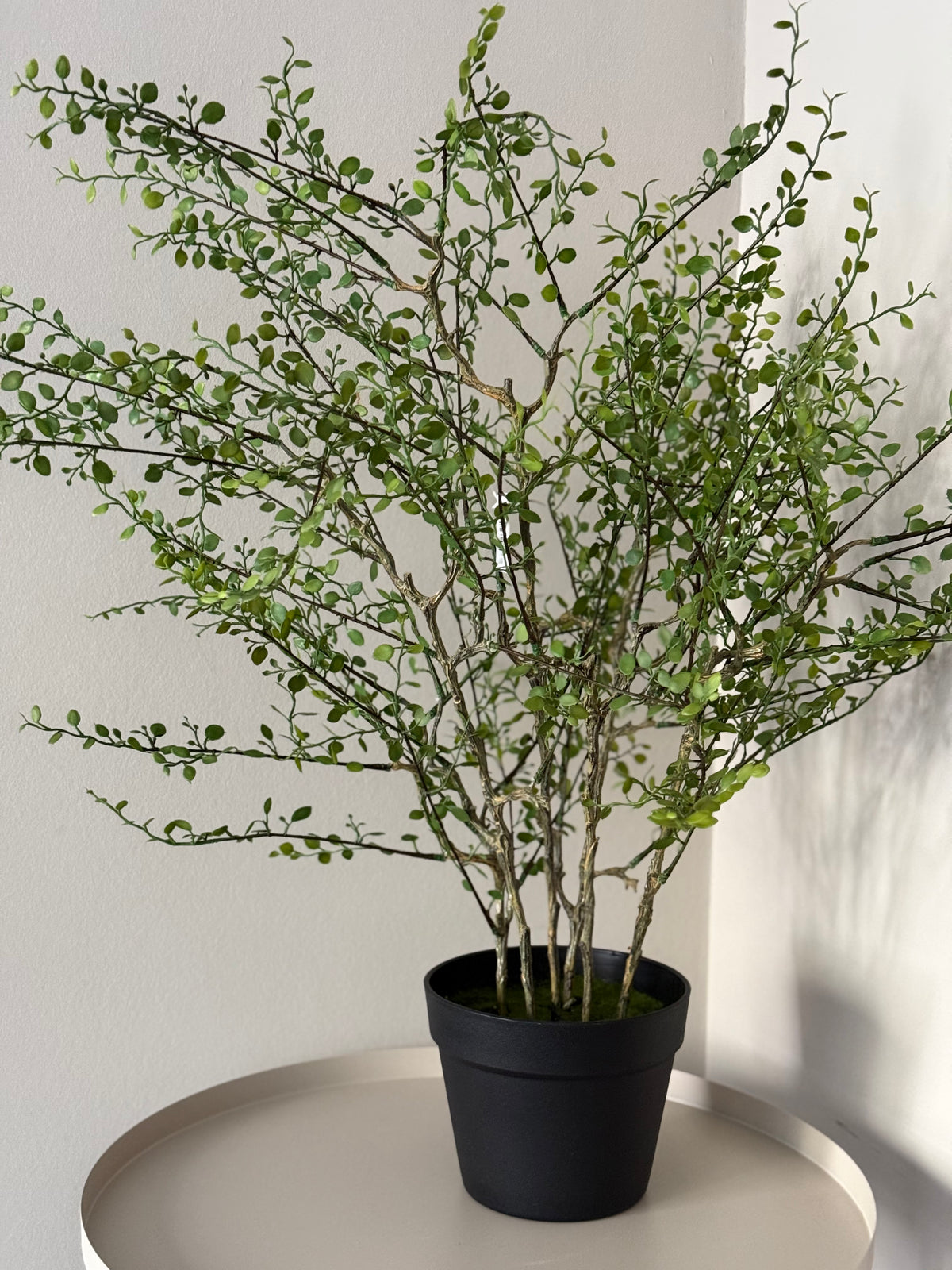 Muehlenbeckia plant kunst