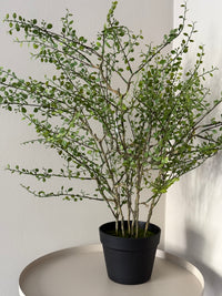 Muehlenbeckia plant kunst
