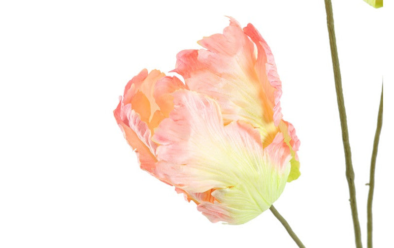 Kunst bloem Tulp Tulipa Apeldoorn roze