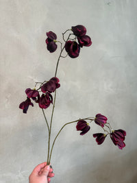 Zijden Sweet Pea – Deep Burgundy