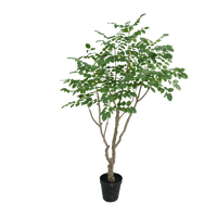 Sandalwood boom 240cm