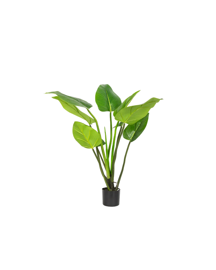 Alocasia plant 90cm
