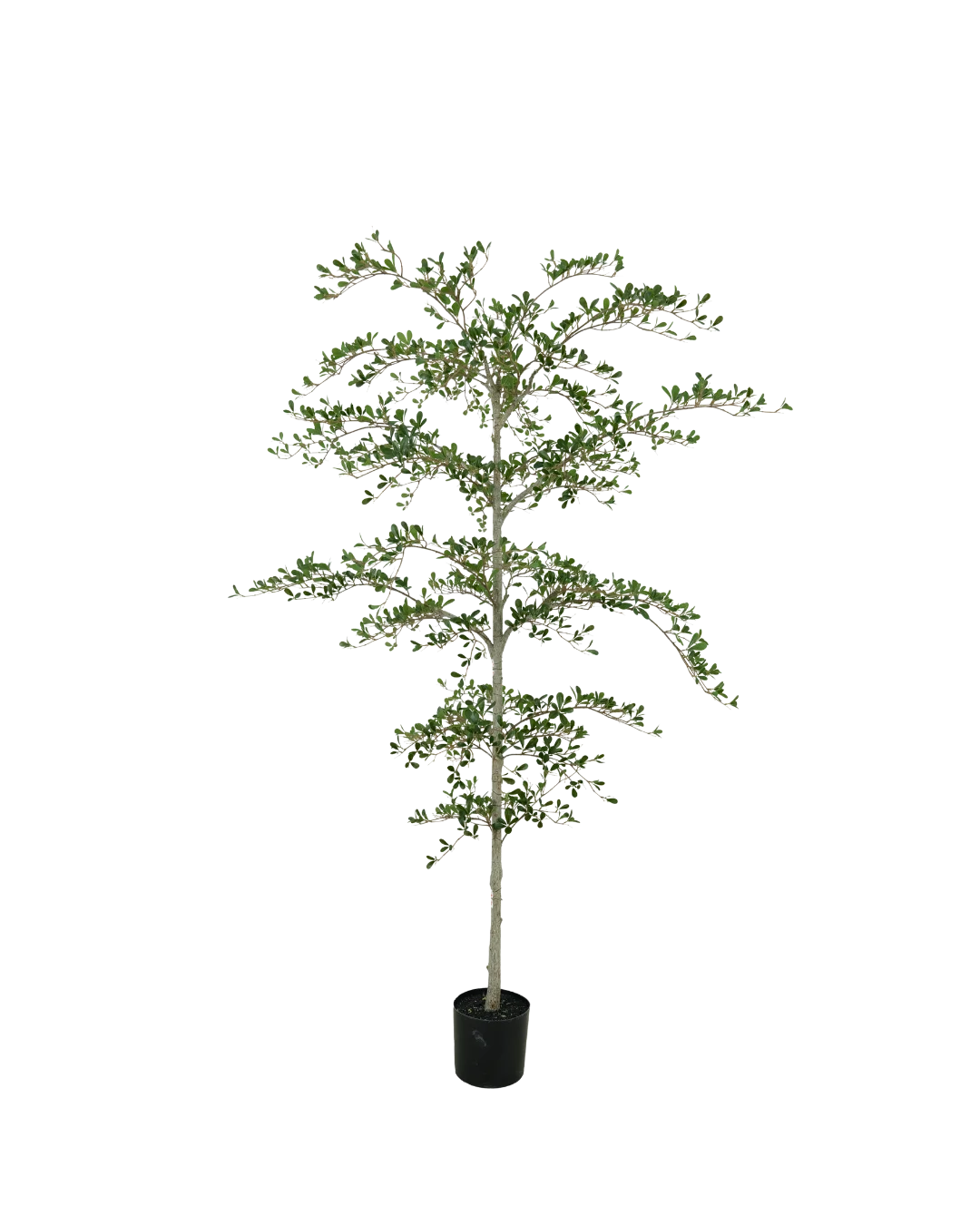 Black Olive boom 210cm