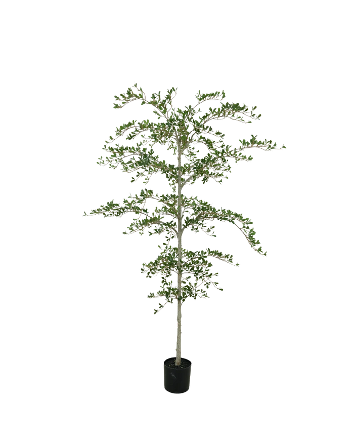 Black Olive boom 210cm