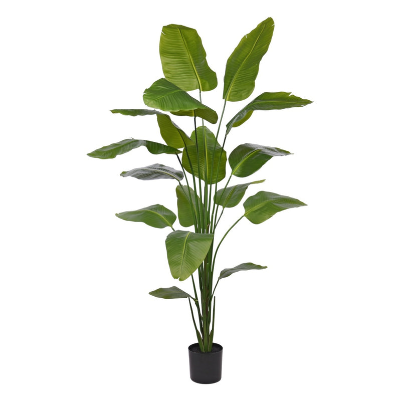 HSM Collection-Kunstplant Greens Strelitzia-100x100x210-Groen-Kunstzijde