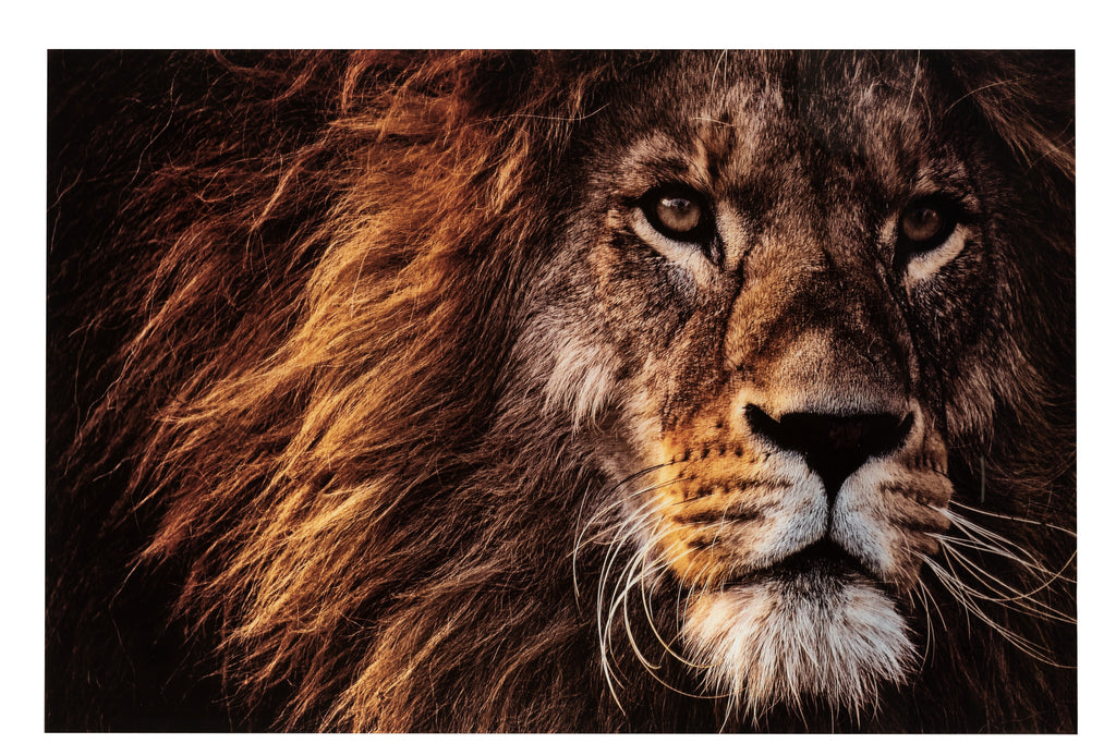 Wall Deco Lion Tempered Glass Brown