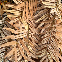 Chamaedorea light Brown