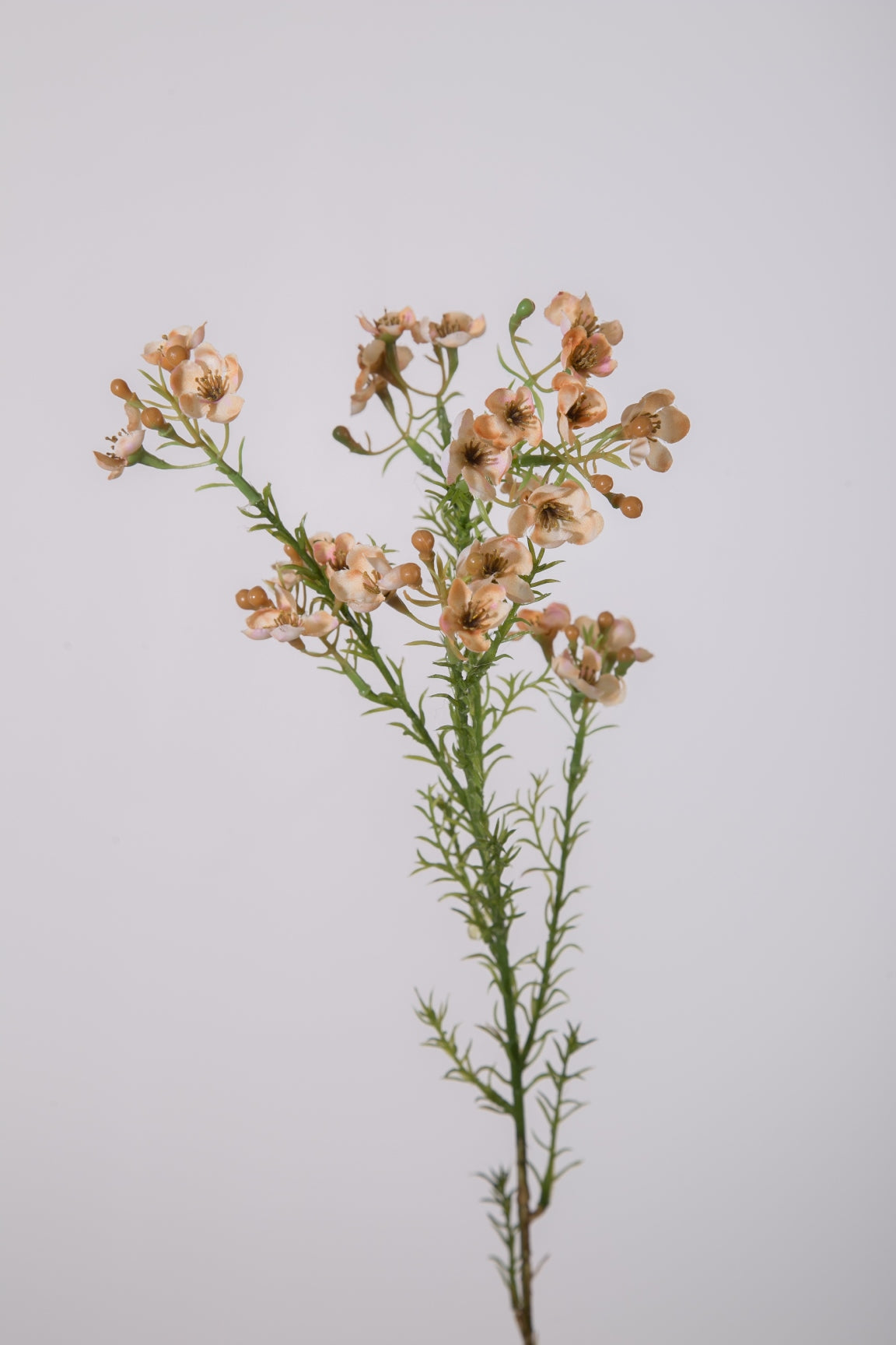 Wax Flower Spray Peach