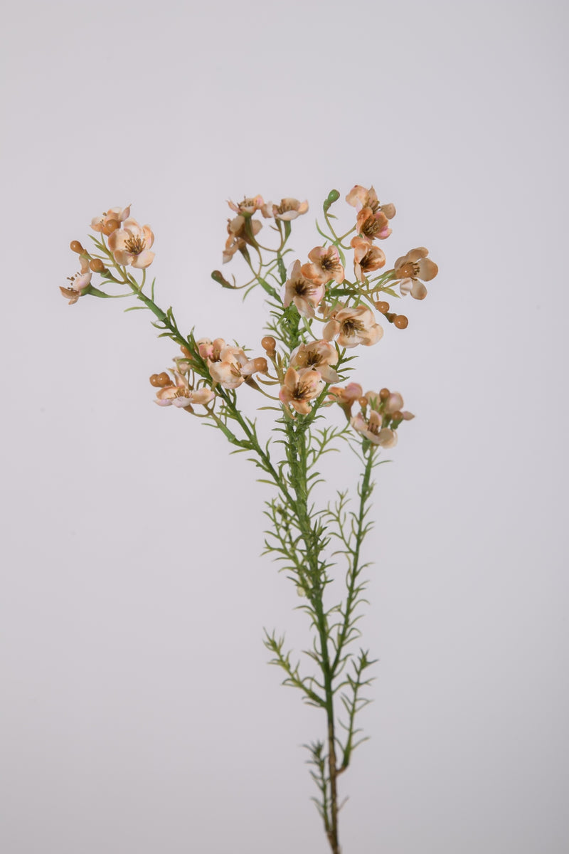 Wax Flower Spray Peach