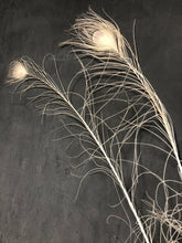 Afbeelding in Gallery-weergave laden, Pauwenveer wit
