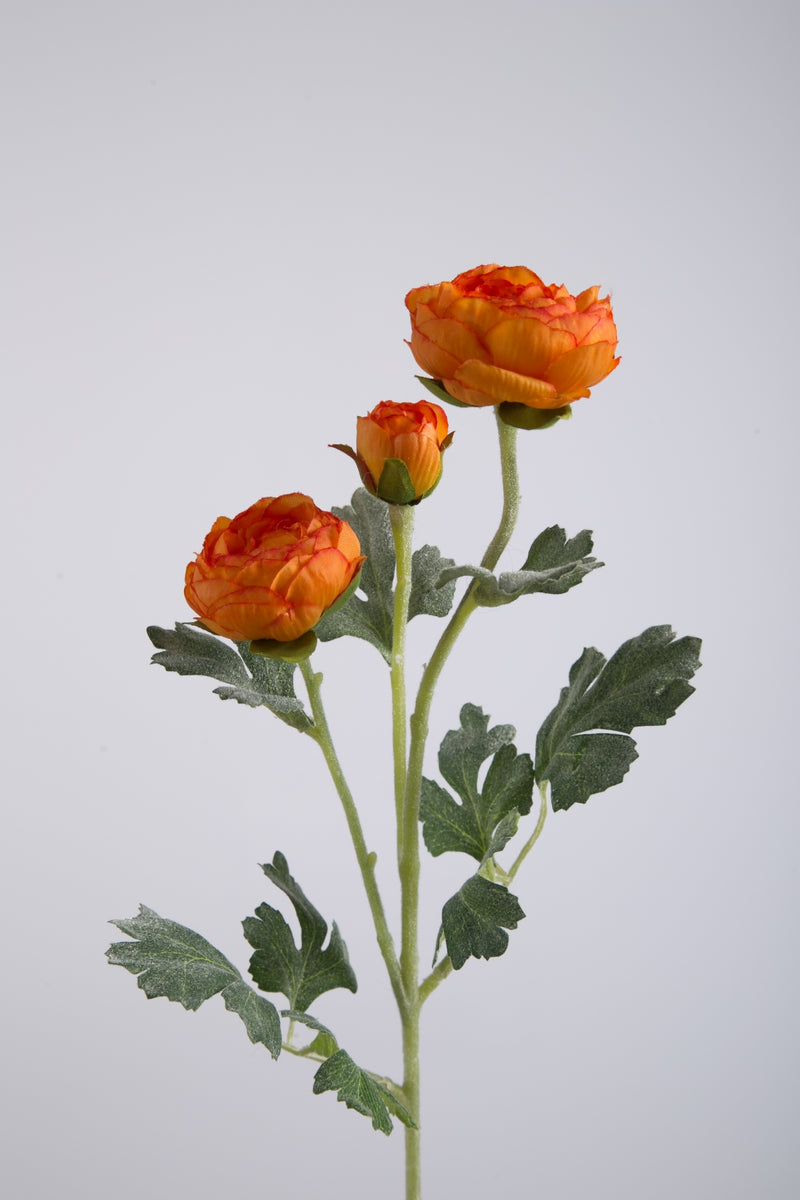 Ranunculus Spray