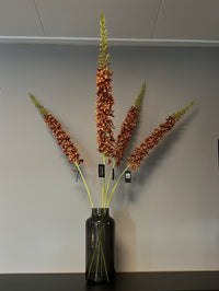 Eremurus oranje