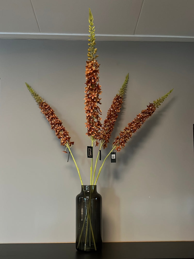 Eremurus oranje