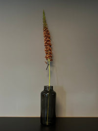 Eremurus oranje