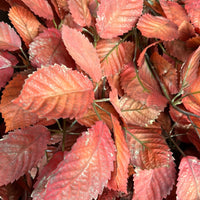 Medium Leaf copper