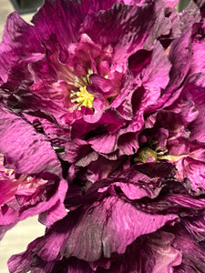 Fall Poppy Purple