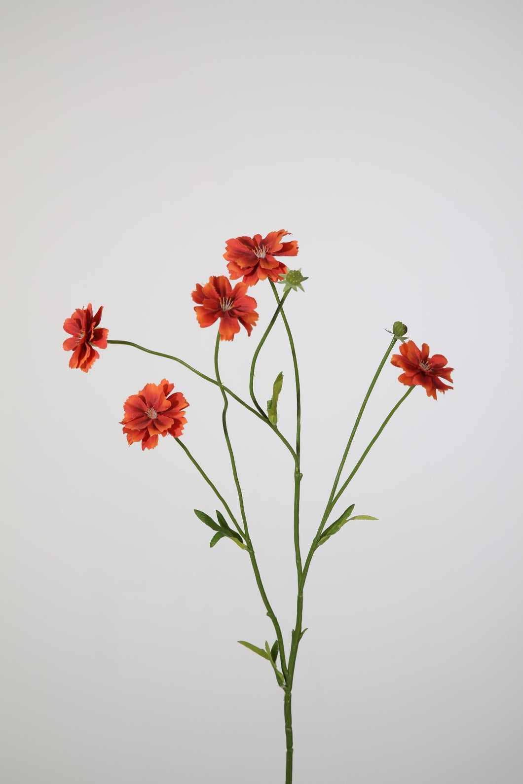 Mini Cosmos Flower