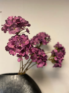 Fall hydrangea purple